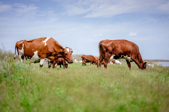 Pastoral Agriculture